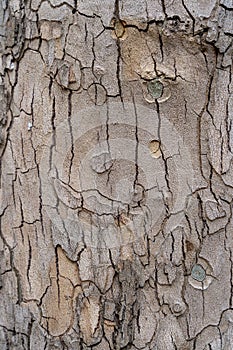 Embossed texture of the bark