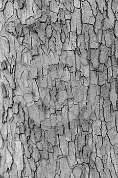 Embossed texture of the bark