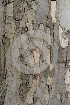 Embossed texture of the bark