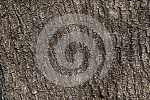 Embossed texture of the bark