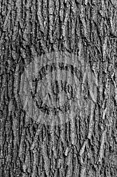 Embossed texture of the bark