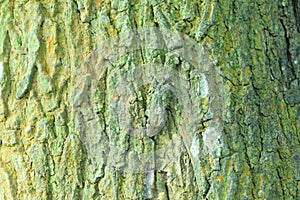 Embossed texture of the bark of oak with green moss. Panoramic photo of the oak texture