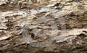 Embossed texture of the bark of oak