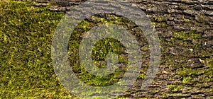 Embossed texture of the bark of oak. Panoramic photo of the oak texture with moss
