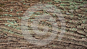 Relief creative texture of an old oak bark.