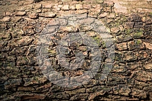 Embossed texture of the bark wood with natural pattern use as natural background. Tree trunk wallpaper