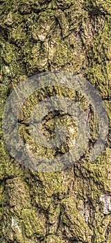 Embossed texture of birch bark with green moss. Photo of wood texture for pattern