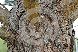 Embossed texture of the brown bark of a pine tree trunk with twigs and resin close-up. Pine tree bark texture