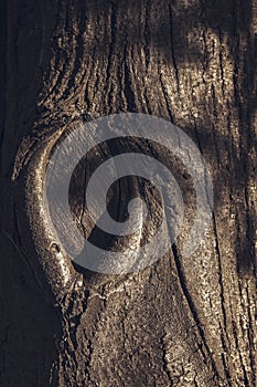 Embossed texture of the brown bark of tree