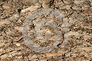 Embossed texture of the brown bark of a tree