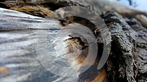 Old dry texture of tree bark in a green forest