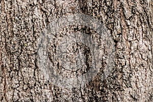 Embossed texture of the brown bark.Tree bark texture. Seamless bark tree texture. texture of bark wood use as natural background