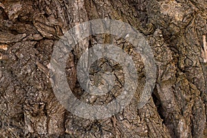 Embossed texture of the brown bark of a tree with green moss and lichen on it. Selective focus bark. Expanded circular panorama of