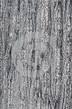 Embossed texture of the gray bark of a tree