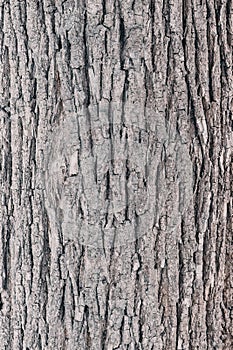 Embossed texture of the gray bark of a tree. Wooden bark background