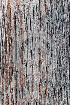 Embossed texture of the gray and brown bark of a tree. Wooden bark background