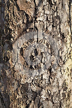 Embossed texture. Old wood cracked texture, the trunk of the tree, natural wood background, bark.Apple tree