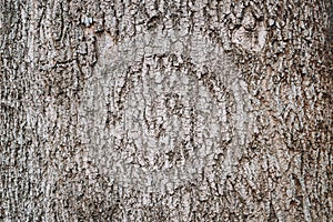 Embossed texture. Old wood cracked texture, the trunk of the tree, natural wood background, bark. Pine