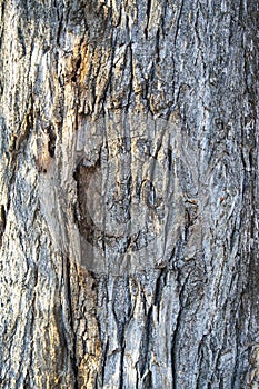 Embossed texture. Old wood cracked texture, the trunk of the tree, natural wood background, bark. poplar