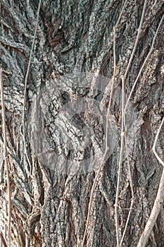 Embossed texture. Old wood cracked texture, the trunk of the tree, natural wood background, bark.poplar