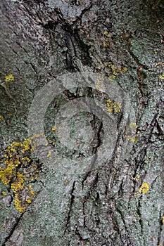 Embossed texture of tree bark. Tree trunk with natural bark patterns on the surface.