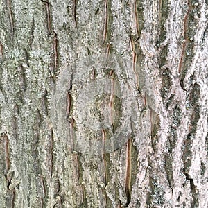 Embossed texture wallpaper. The bark of a young tree.