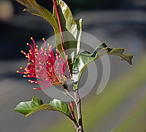 Embothrium Chilean Firebrush  blossom closeup in a garden setting