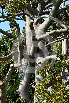 Embrace of branches