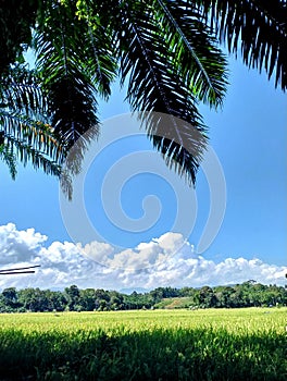 Embrace of Tropical Nature