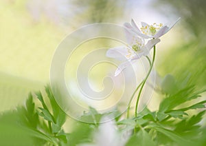 The embrace - Wood anemone wild flower