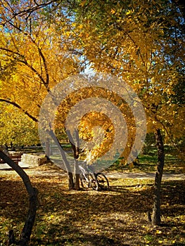 Embracing Autumn\'s Beauty: Bicycles in the Park for Active Recreation Amidst Fall Foliage and Seasonal Wonders