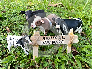 Embracing Ethical Care: Captivating Photos that Advocate Animal Welfare in Feedlot and Dairy Farming