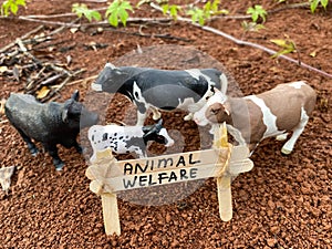 Embracing Ethical Care: Captivating Photos that Advocate Animal Welfare in Feedlot and Dairy Farming