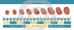 Embrio development month by month