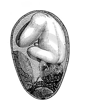 Embryo baby in the placenta in the old book Placenta Praevia, by A. Auvard, 1886, Paris photo