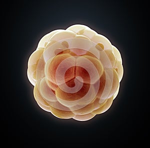 Embryo cleavage