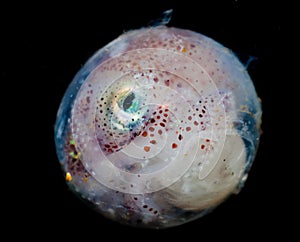 Embryo of Cuttlefish