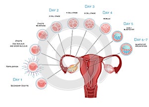 Embryo development