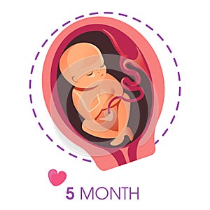 Embryo development 5 month fetus pregnancy and motherhood isolated icon