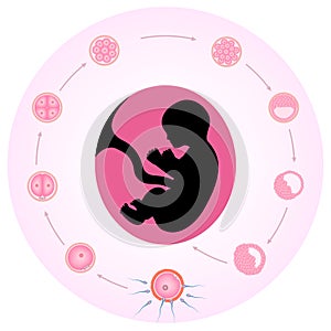 Embryo development diagram