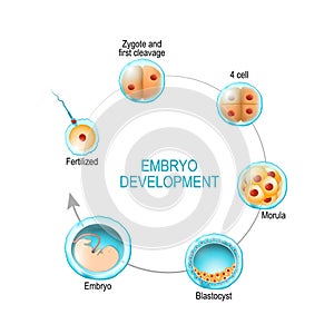 Embryo development. from fertilization to zygote, morula and Blastocyst