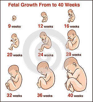 Embryo development. Human fetus growth stages of pregnancy vecto