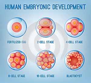 Embryo Development Image