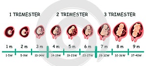 Embryo development stage timeline infographic photo