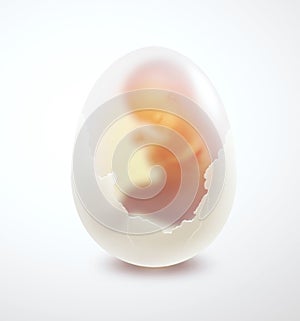 Embryo in the egg