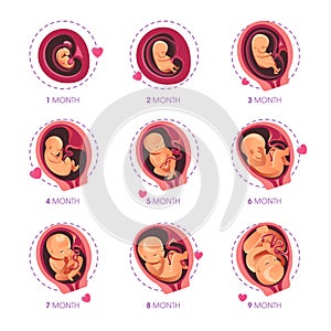 Embryo month stage growth pregnancy fetal development vector flat infographic icons photo