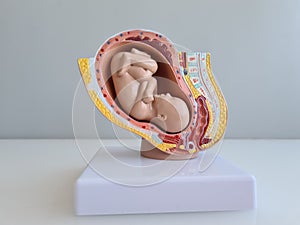 Embryo and fetus anatomy model for classroom teaching
