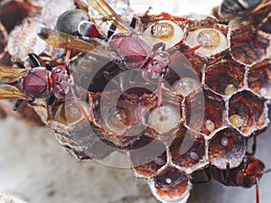 Embryo hornet's nest