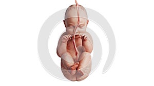 Embryo human fetus unborn baby, front view