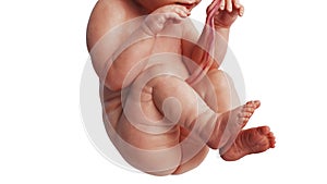 Embryo human fetus unborn, close view